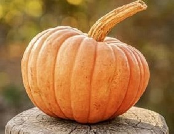 Pumpkin